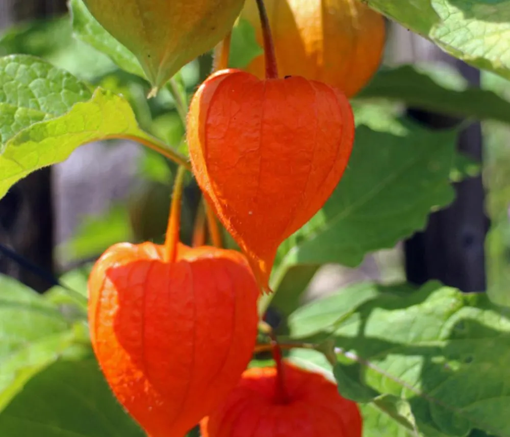 Dehner Lampionblume Orange Hot