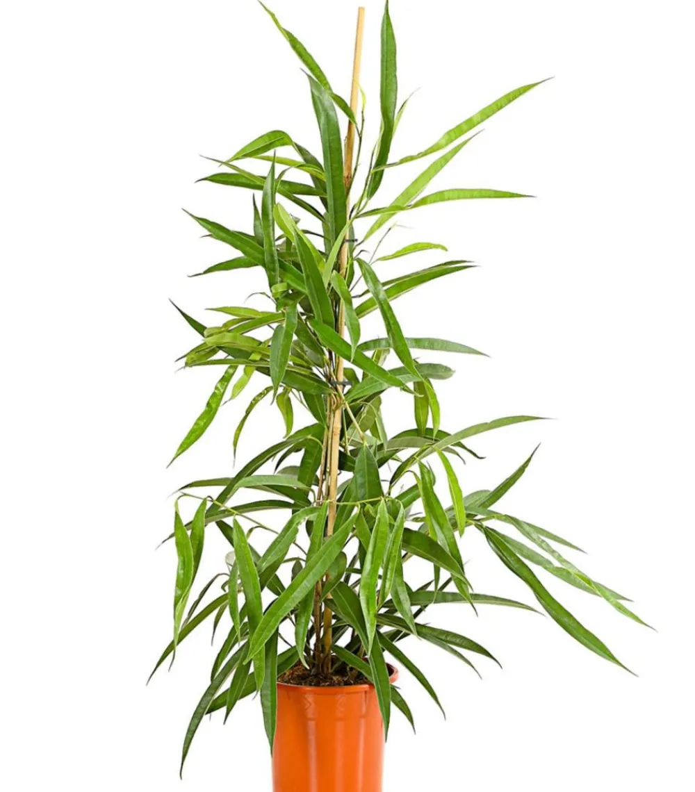 Dehner Grünpflanzen > Langblättriger Feigenbaum - Ficus binnendijkii 'Alii'