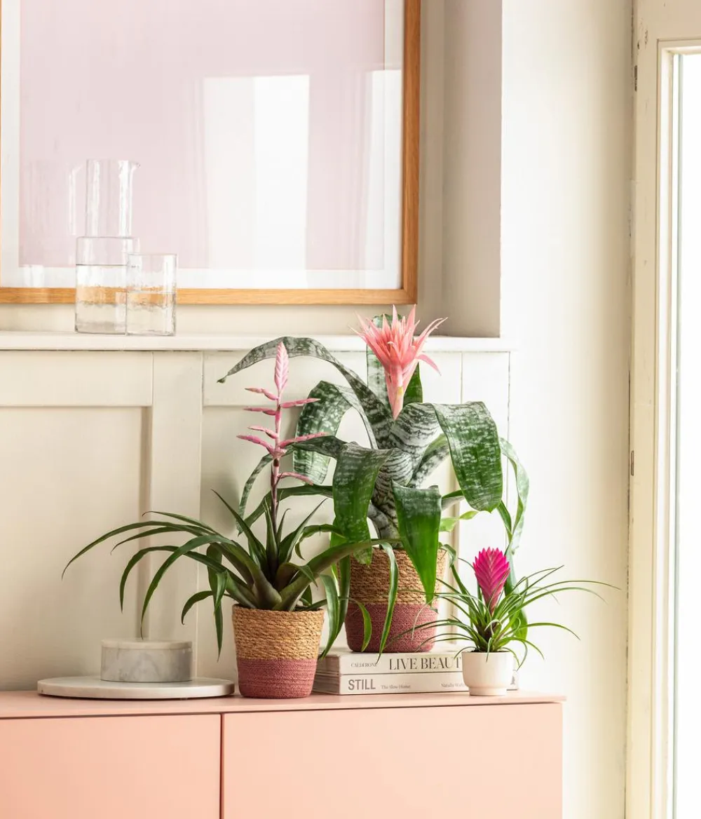 Dehner Bromelien - Lanzenrosette - Aechmea fasciata Rosa