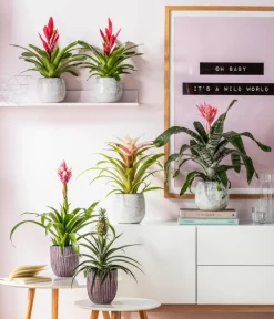 Dehner Bromelien - Lanzenrosette - Aechmea fasciata Rosa