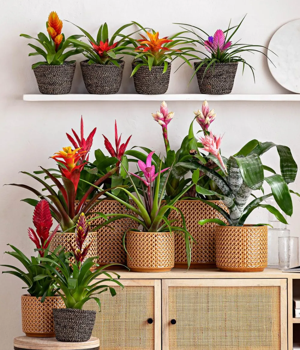 Dehner Bromelien - Lanzenrosette - Aechmea fasciata Rosa