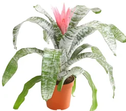 Dehner Bromelien - Lanzenrosette - Aechmea fasciata Rosa