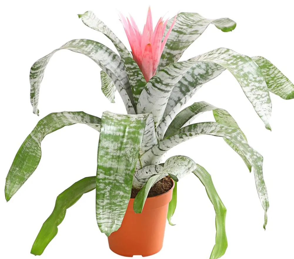 Dehner Bromelien - Lanzenrosette - Aechmea fasciata Rosa