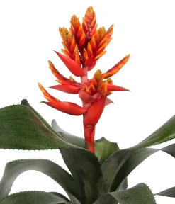 Dehner Lanzenrosette - Aechmea pepita 'Elegant Flames', in Keramik Hot