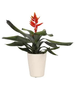 Dehner Lanzenrosette - Aechmea pepita 'Elegant Flames', in Keramik Hot