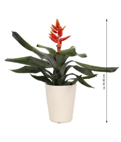 Dehner Lanzenrosette - Aechmea pepita 'Elegant Flames', in Keramik Hot