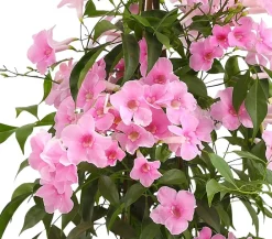 Dehner Terrassenpflanzen - Laubenwein Rosa