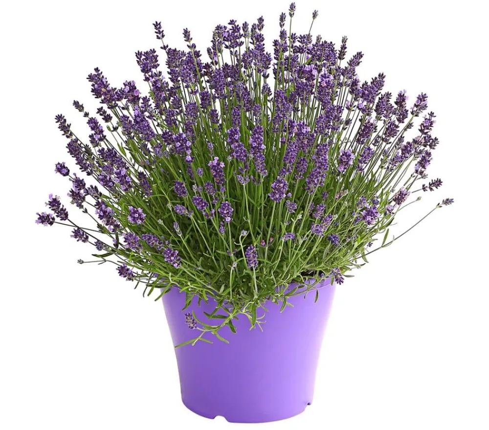 Dehner Lavendel - Lavendel Lila