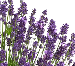 Dehner Lavendel - Lavendel Lila