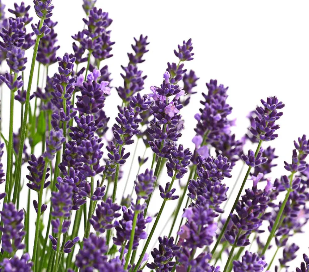 Dehner Lavendel - Lavendel Lila