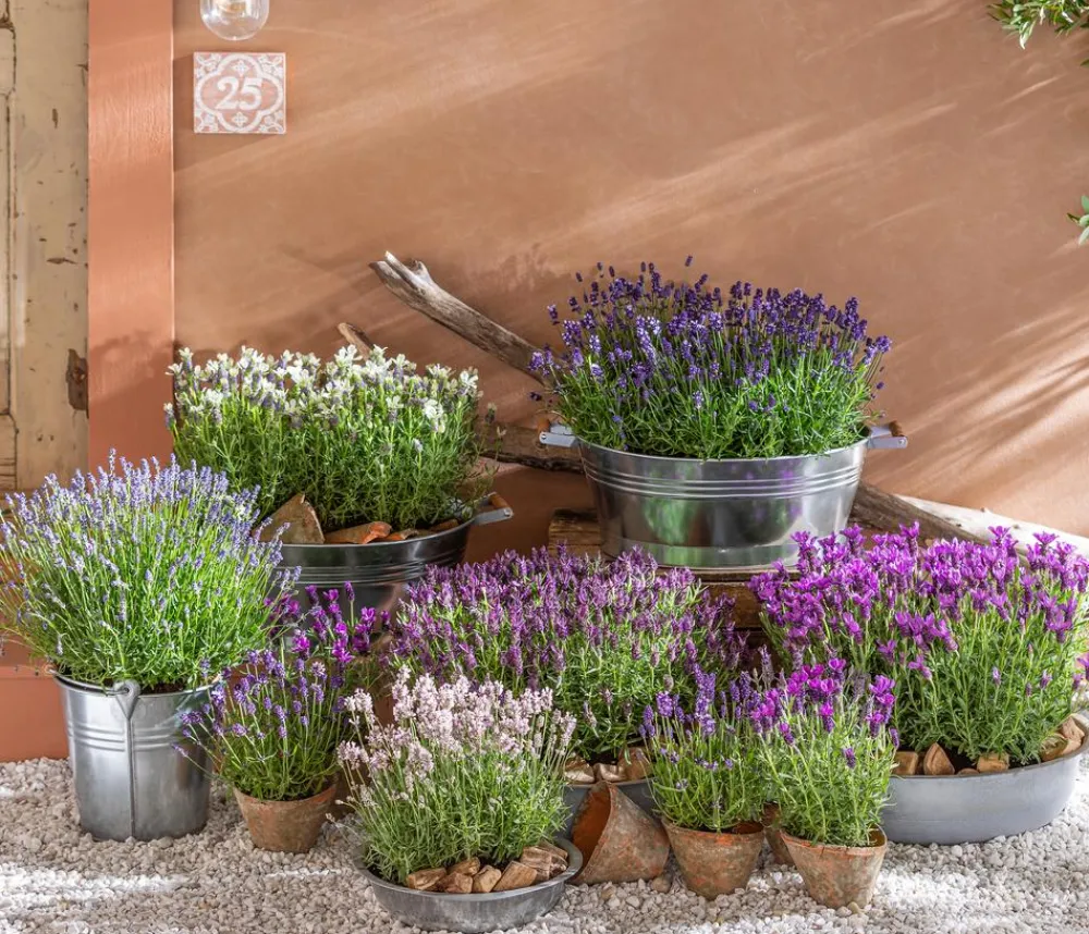 Dehner Lavendel > Lavendel