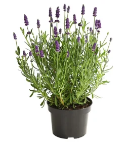 Dehner Lavendel > Lavendel