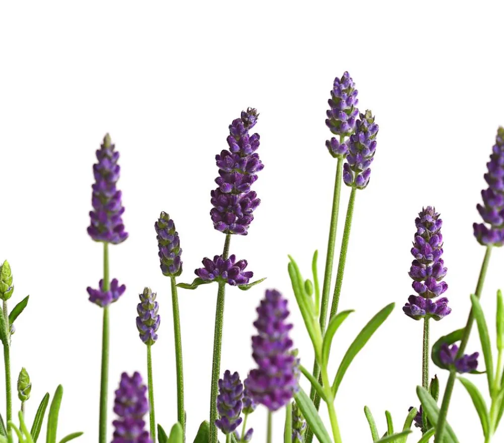Dehner Lavendel > Lavendel