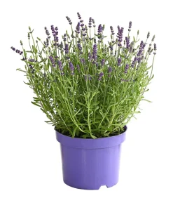 Dehner Lavendel Lila