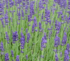 Dehner Lavendel Lila