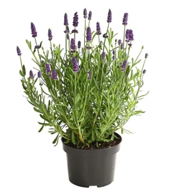 Dehner Lavendel - Lavendel Lila