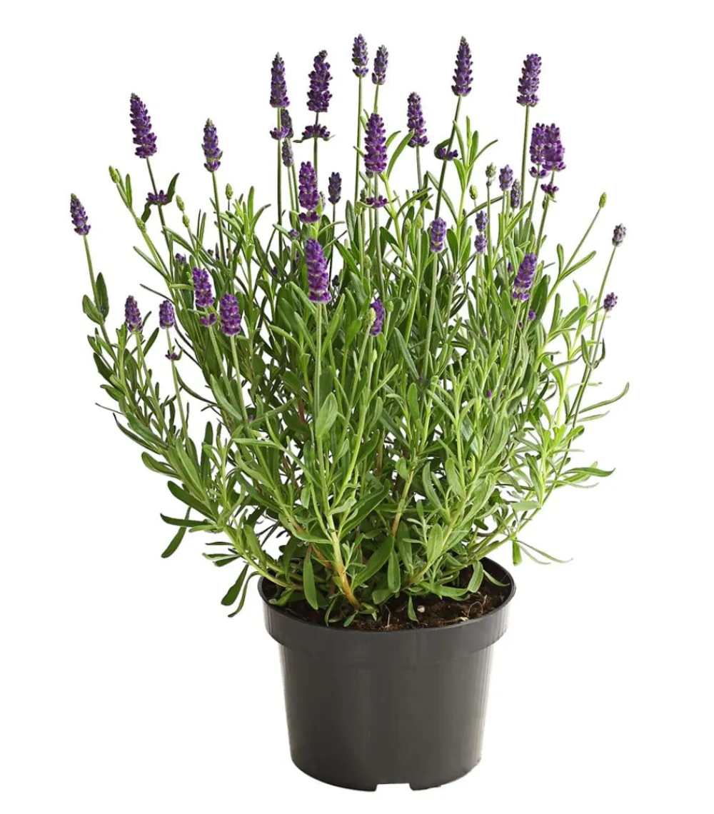 Dehner Lavendel - Lavendel Lila