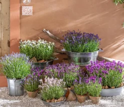 Dehner Lavendel - Lavendel Lila