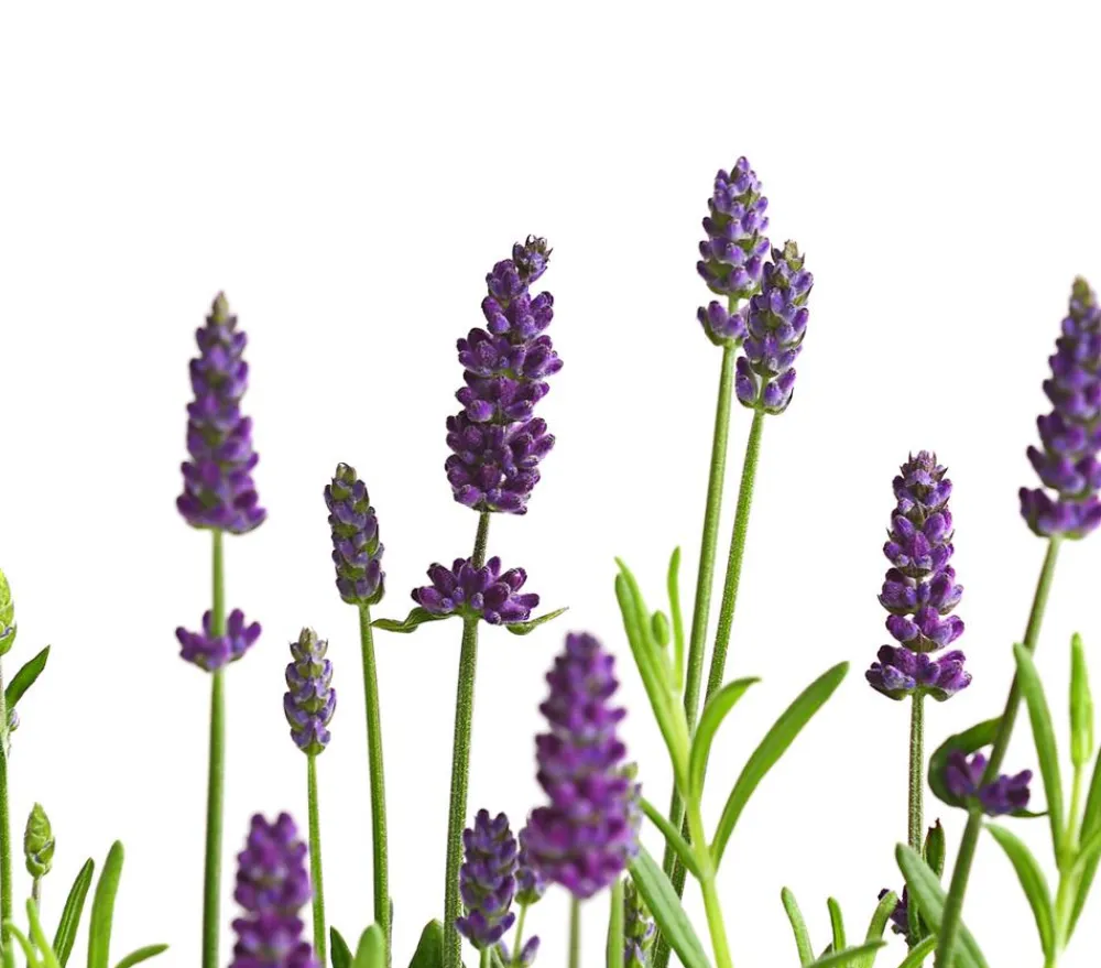 Dehner Lavendel - Lavendel Lila