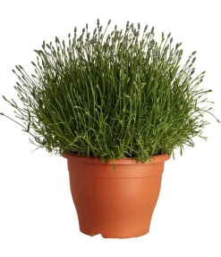 Dehner Lavendel - Lavendel Lila