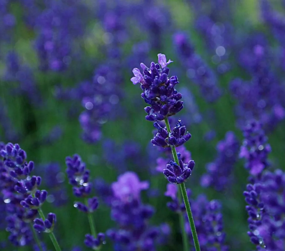 Dehner Lavendel 'Dark Surprise' Lila Best