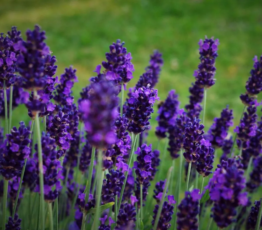 Dehner Lavendel 'Dark Surprise' Lila Best