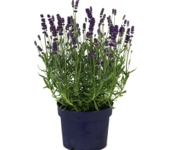Dehner Lavendel 'Dark Surprise' Lila Best