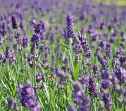 Dehner Lavendel|Sommerstauden > 'Hidcote'