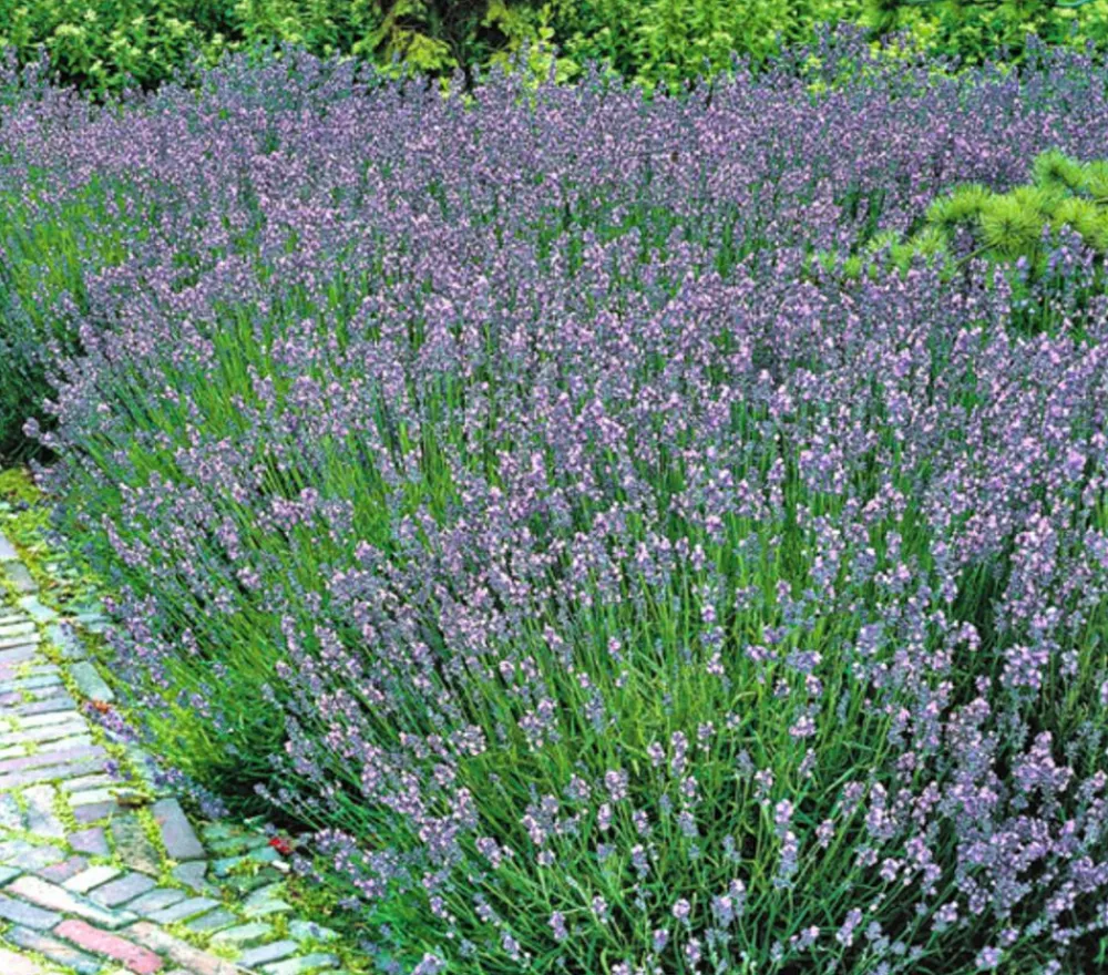 Dehner Lavendel|Sommerstauden > 'Hidcote'