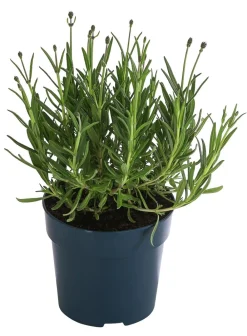 Dehner Lavendel > 'Royal Blue'