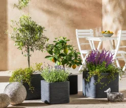 Dehner Lavendel > 'Royal Blue'