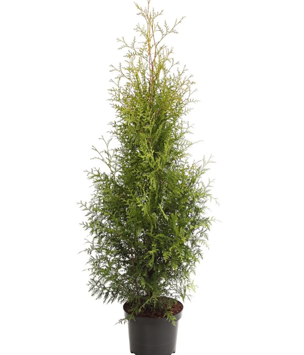Dehner Lebensbaum 'Brabant' Grün