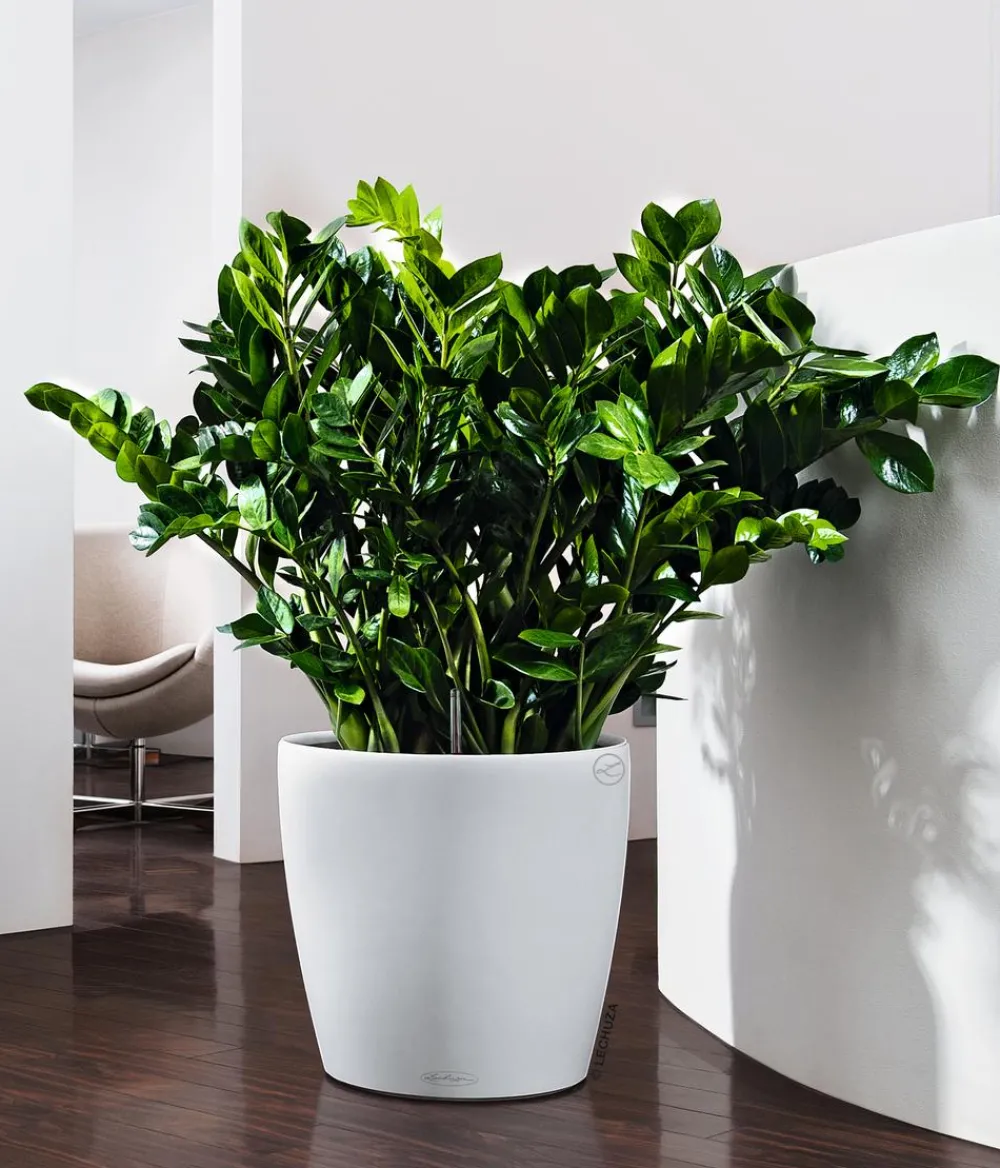 LECHUZA® Lechuza Pflanzgefäße & Töpfe|Blumentöpfe & Übertöpfe > CLASSICO Color, All-in-One-Set