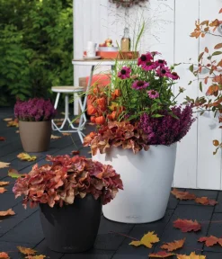 LECHUZA® CLASSICO Color, All-in-One-Set Dunkelgrau