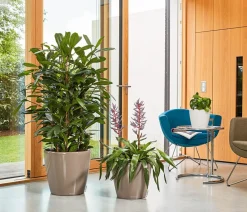 LECHUZA® Lechuza Pflanzgefäße & Töpfe|Lechuza Tischgefäße > CLASSICO LS, All-in-One-Set