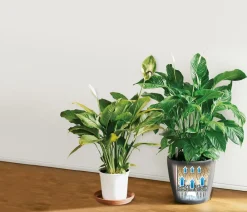 LECHUZA® Lechuza Pflanzgefäße & Töpfe|Lechuza Tischgefäße > CLASSICO LS, All-in-One-Set