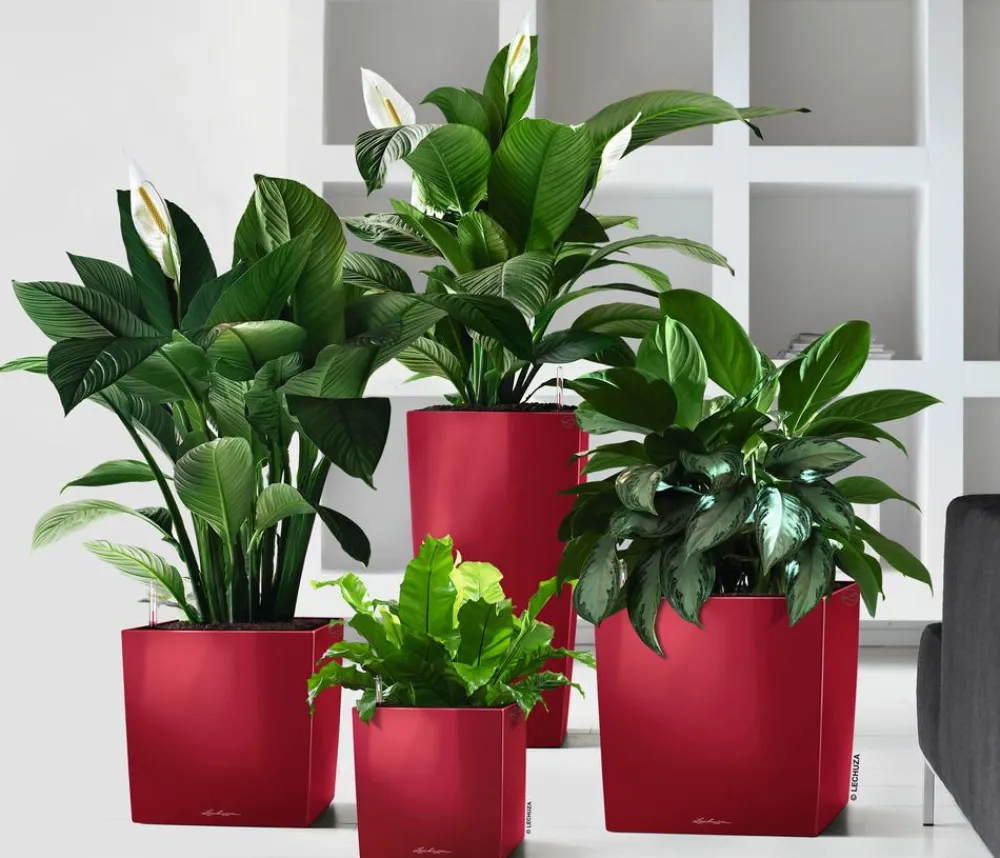 LECHUZA® Lechuza Tischgefäße|Lechuza Pflanzgefäße & Töpfe - CUBE, All-in-One Set Dunkelrot