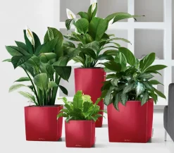 LECHUZA® Lechuza Tischgefäße|Lechuza Pflanzgefäße & Töpfe - CUBE, All-in-One Set Dunkelrot