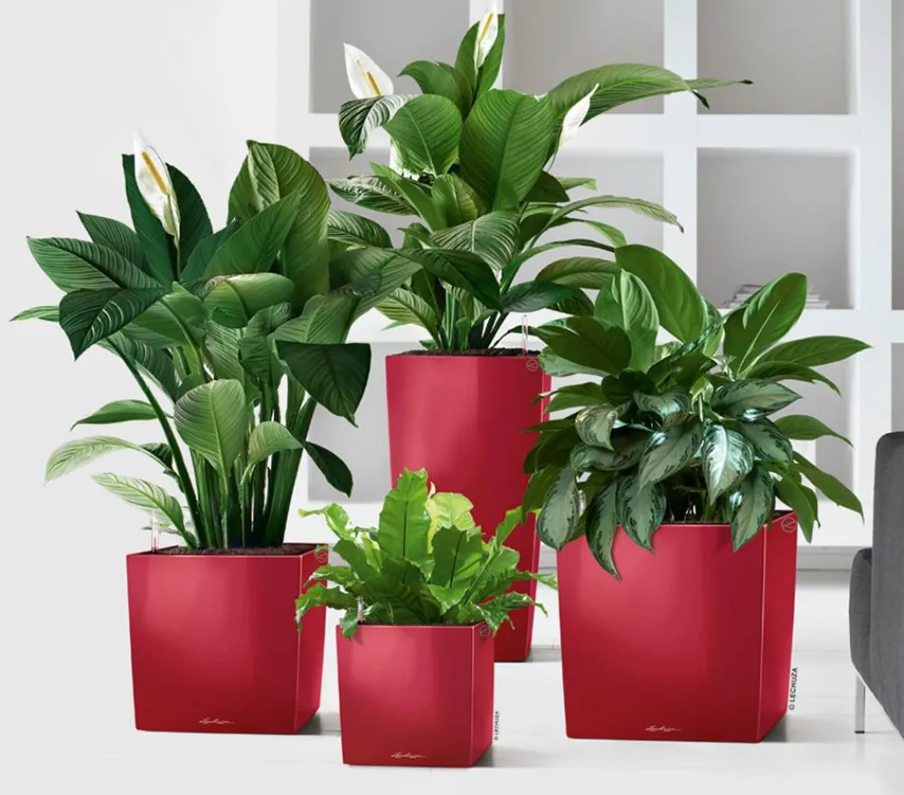 LECHUZA® Lechuza Tischgefäße|Lechuza Pflanzgefäße & Töpfe - CUBE, All-in-One Set Dunkelrot