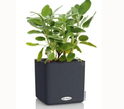 LECHUZA® Lechuza Tischgefäße|Lechuza Pflanzgefäße & Töpfe > CUBE Color, All-in-One Set
