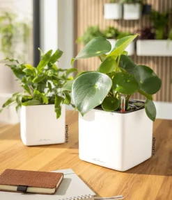 LECHUZA® Lechuza Tischgefäße|Lechuza Pflanzgefäße & Töpfe > CUBE Premium, All-in-One Set, matt