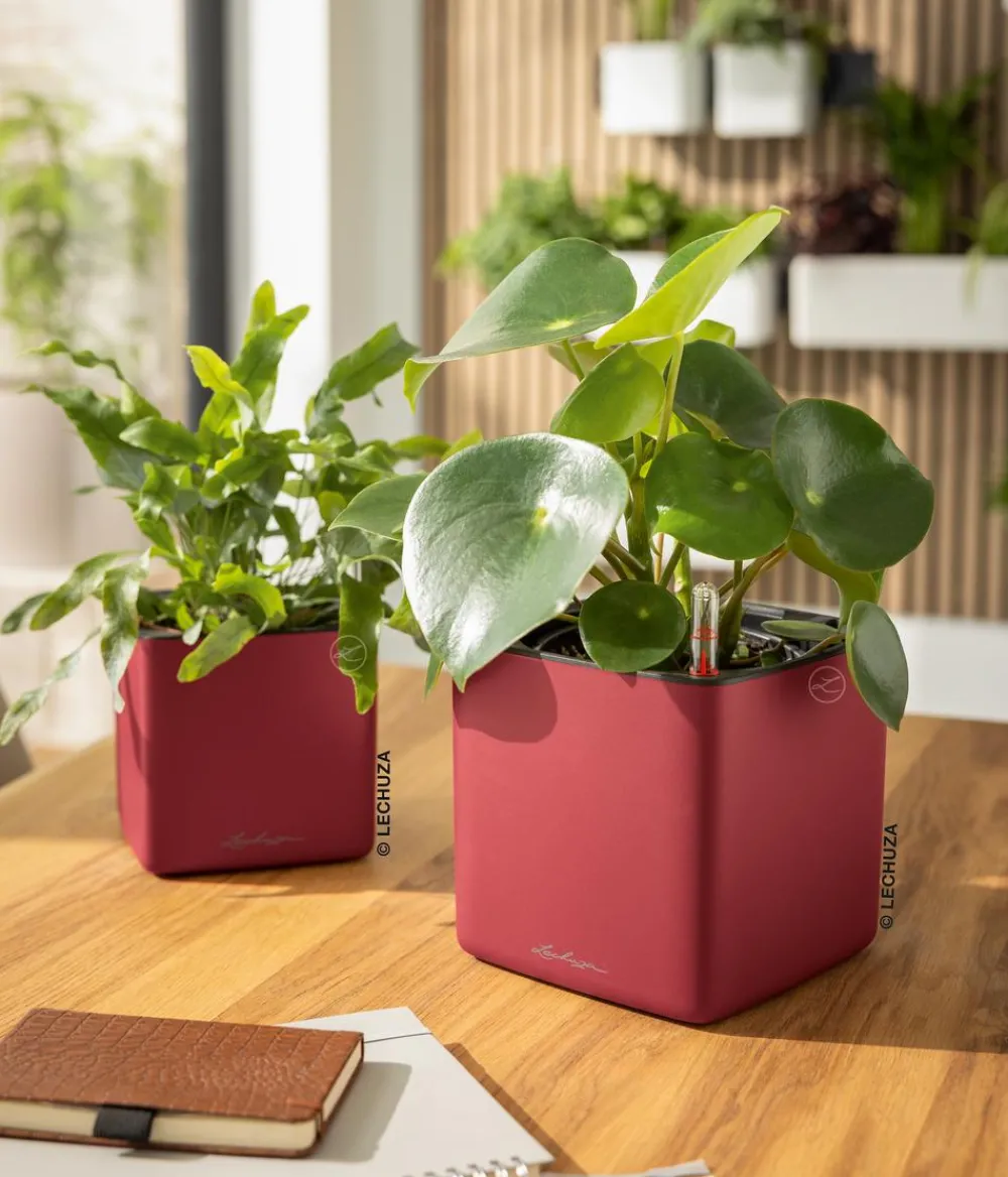 LECHUZA® Lechuza Tischgefäße|Lechuza Pflanzgefäße & Töpfe > CUBE Premium, All-in-One Set, matt