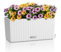 LECHUZA® Pflanzkübel & Blumenkästen|Lechuza Pflanzgefäße & Töpfe > Kunststoff-Kasten Balconera Cottage, rechteckig