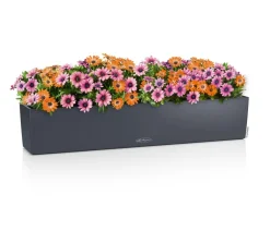 LECHUZA® Pflanzkübel & Blumenkästen|Lechuza Pflanzgefäße & Töpfe > Kunststoff-Kasten Balconera Color, rechteckig