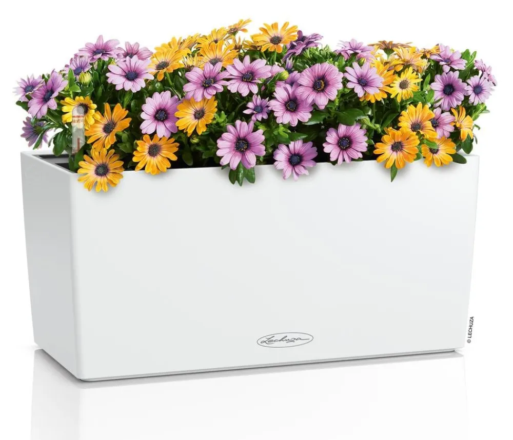 LECHUZA® Pflanzkübel & Blumenkästen|Lechuza Pflanzgefäße & Töpfe > Kunststoff-Kasten Balconera Color, rechteckig