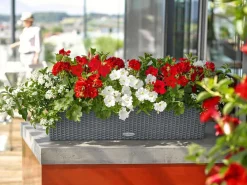 LECHUZA® Kunststoff-Kasten Balconera Cottage, rechteckig Dunkelgrau