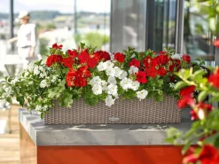 LECHUZA® Kunststoff-Kasten Balconera Cottage, rechteckig Beige Best