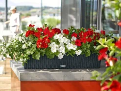 LECHUZA® Kunststoff-Kasten Balconera Cottage, rechteckig Schwarz