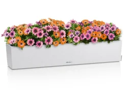 LECHUZA® Pflanzkübel & Blumenkästen|Lechuza Pflanzgefäße & Töpfe - Kunststoff-Kasten Balconera Stone, rechteckig Weiß