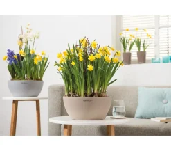 LECHUZA® Blumenampeln & -Schalen|Lechuza Pflanzgefäße & Töpfe > Kunststoff-Schale 'Cubeto Stone', rund